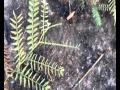 PLANTUS SPINUS MERDUS PLANTUS SPINUS MERDUS