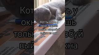 кошка на окошке #кот #скотишфолд #вислоухий #серый #чмо