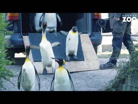 Video: Er der pingviner i Hogle Zoo?