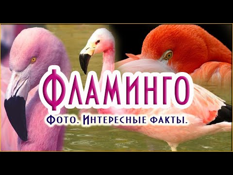 Фламинго. Фото. Интересные факты.