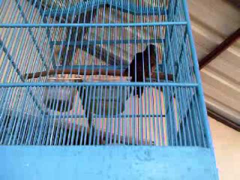 Burung Kedasih Gacor Burung Misteri Youtube