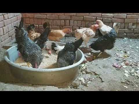 ريش الفراخ يتساقط تعالوا نعرف الأسباب والحل القلش لانه الاهمال فراخك ممكن تقطع بيض للسبب ده