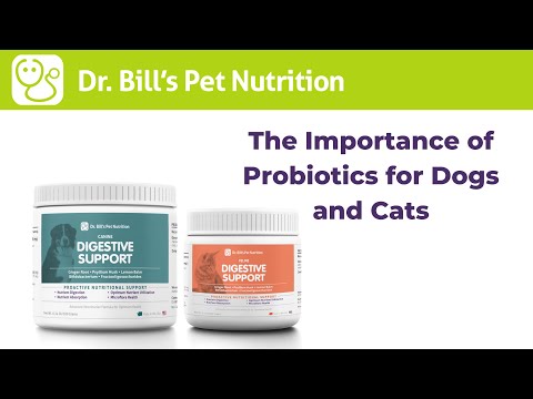 digestive-support-|-the-importance-of-probiotics-|-dr.-bill