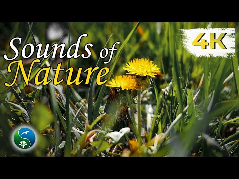 Sounds of nature, birdsong, for Relaxation, Sleep, Meditation | Relax 12 Hours with Beautiful Nature