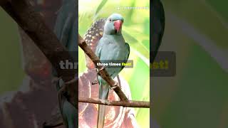 Почему эта птица — гордость Кубы! 🐦🇨🇺 #приключения #факты #ai #туризм #красота #песниболливуда screenshot 3