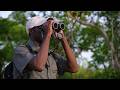 What happens when an elephant stumbles on a bird's nest?