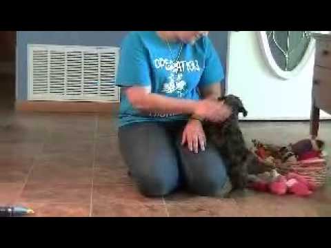 Cockapoo Ginger and Merlin doodle معنى