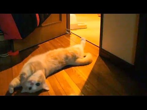 時計站 ねぇ、起きて遊ぼ!甘え鳴き 猫目覚ましオン / Cute meow Cat Alarm Clock (マンチカン菊之助)