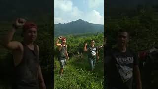 Di Gerebek Lagi Mesum Di Kebun Teh Lembang