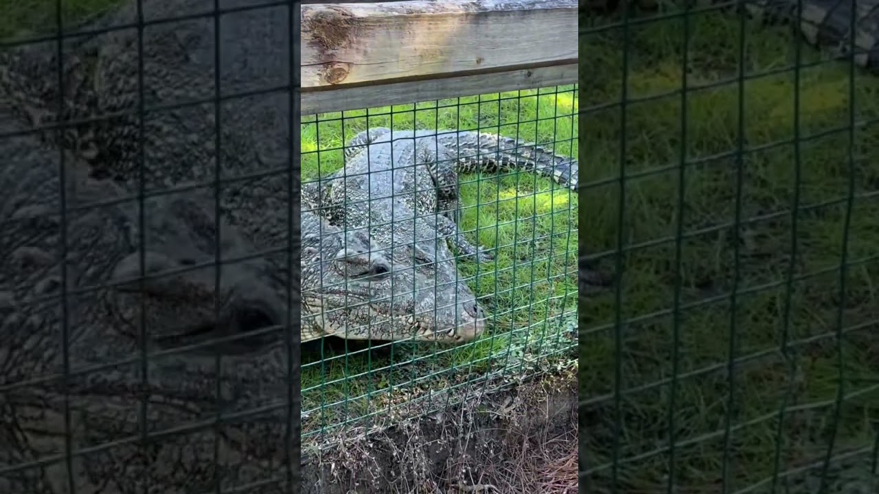 Cuban crocodiles