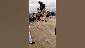 أفراح وادي سوف 2024 
