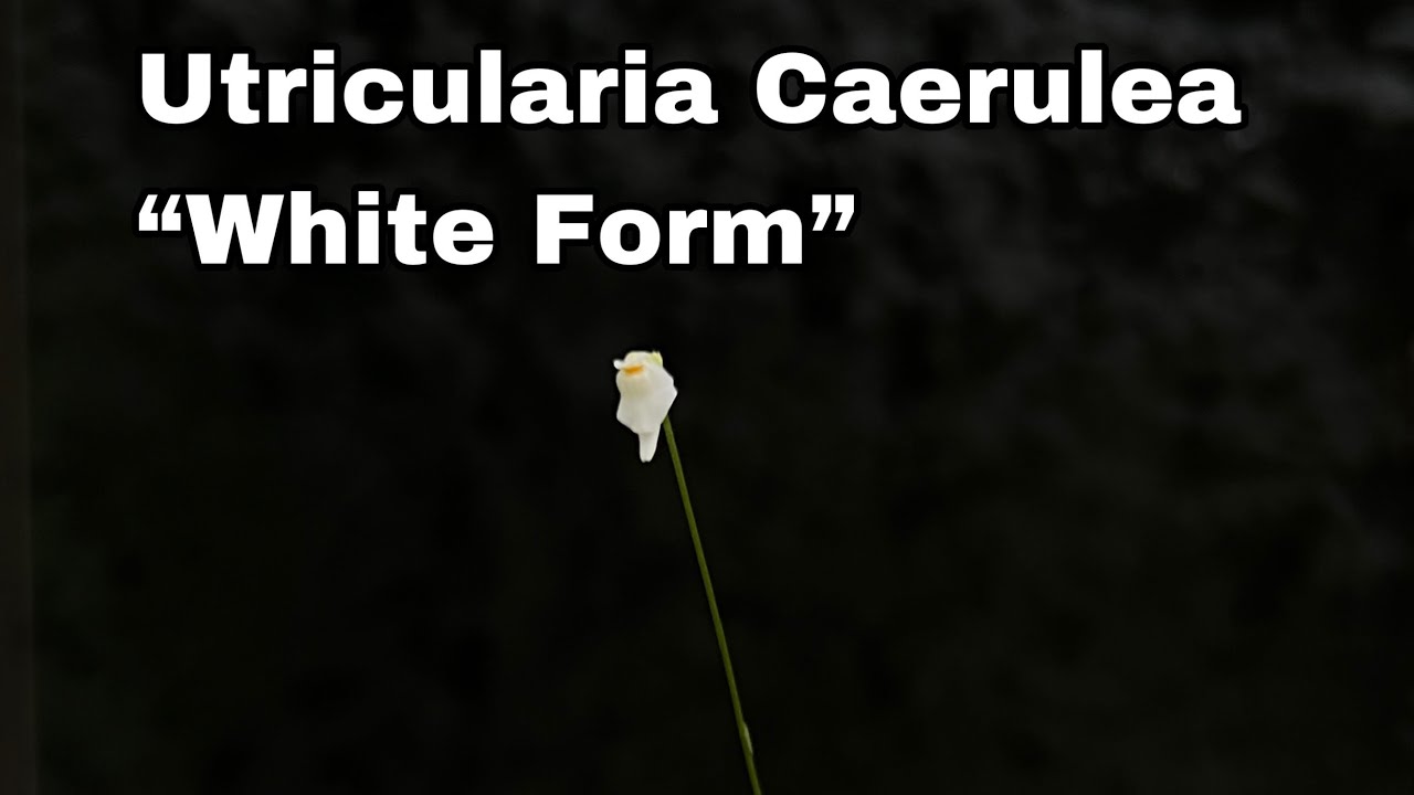 Growing Utricularia Caerulea “White Form” -Ep106