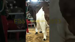 Fibbi Cattle Jameel Memon Females Cows Ladies Ward Fibbi Cattle 2023 Fibbi Town Fibbi Town Karachi