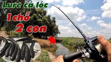 Câu Lure Cá Lóc ✅ Lure Cá Lóc Nhái Hơi Khúc Mương Cạn Và Cái Kết | Tâm Râu Vlog #372