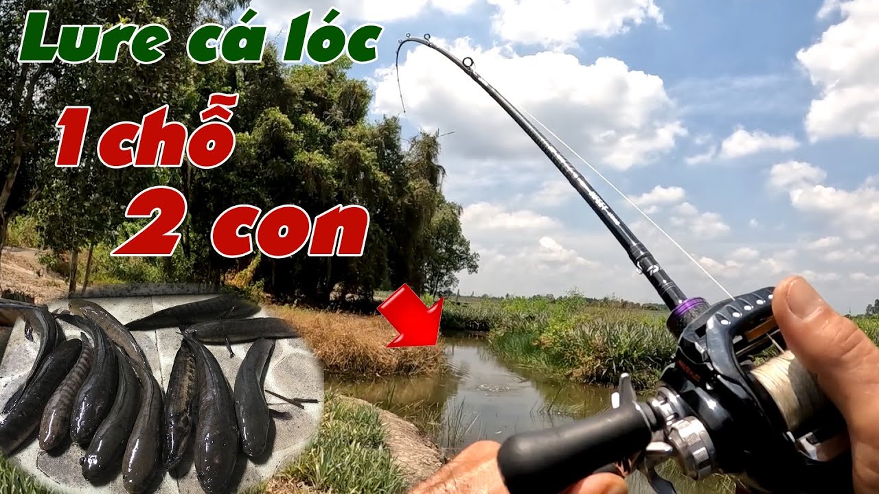 Câu Lure Cá Lóc ✅ Lure Cá Lóc Nhái Hơi Khúc Mương Cạn Và Cái Kết | Tâm Râu Vlog #372