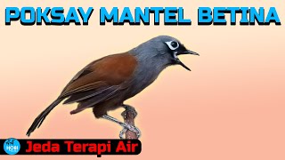 Master Poksay Mantel Betina | Jeda Terapi Air
