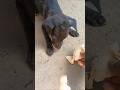 Dogs hungry 😯#shorts #trending #video #subscribe #video #viral