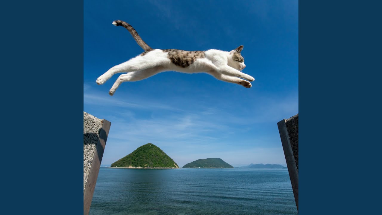 Saltwater Purr Relaxes