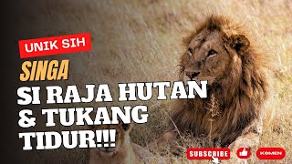 10 Fakta Unik & Menarik Tentang Singa - Fakta Singa - Fakta Unikku