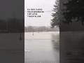 Elk cross flooded field in Washington state after torrential rain