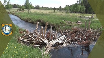 Beaver Dam Analogs
