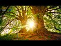 Relaxation music piano nature forest sounds birds - 10 hours version