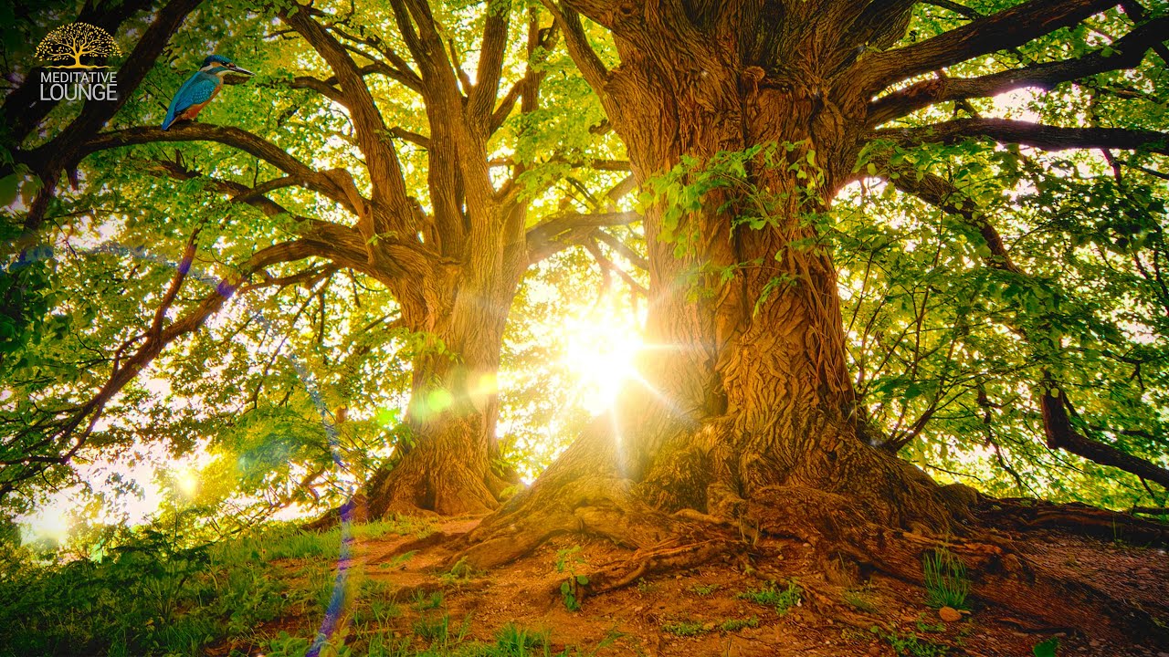 Meditationsmusik. Wunderbare Natur Entspannungsmusik