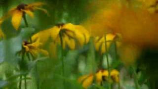 my daddy's beautifull flowers as seen from the bee's eyes