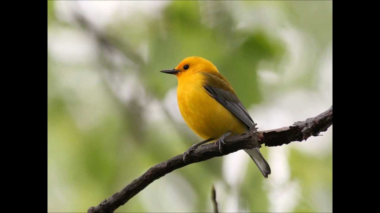 Bird Life List 100 Photos jsm