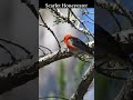 Scarlet Honeyeater   Bird Sounds, Bird Call, Bird Song #shorts #backyardbirds