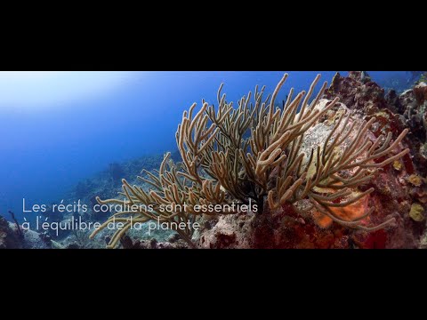 LA DIVE BOUTEILLE x OCEAN QUEST FRANCE
