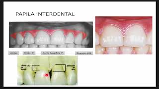 ENAO PERIODONCIA Parte 1