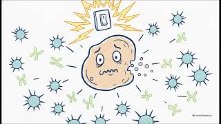 Why are cell-free exosomes immunologically safer regarding teratoma formati WHC Clinical FAQ