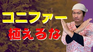 【コニファー】庭木で植えてはいけないデメリットを解説