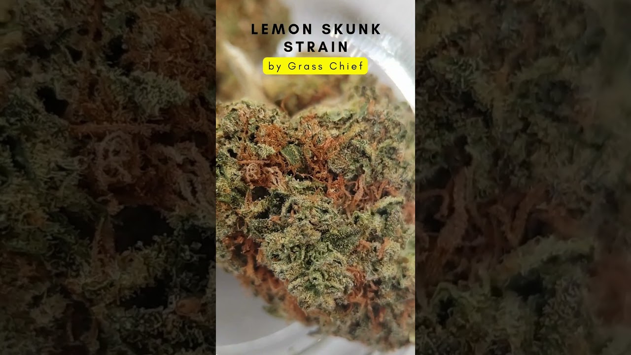 🍋 Lemon Skunk Smalls Strain Review | Zesty, Skunky & Uplifting