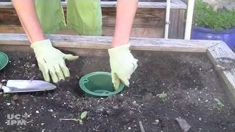 Trapping snails and slugs - UC IPM