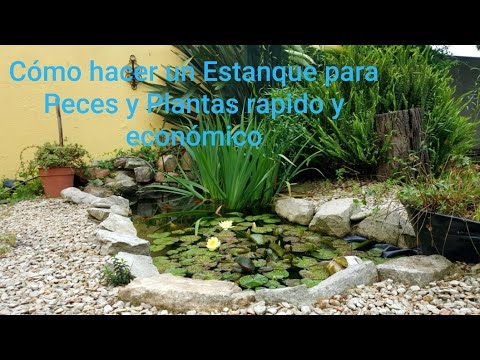 Cómo hacer un Estanque Para Peces y Plantas hqdefault