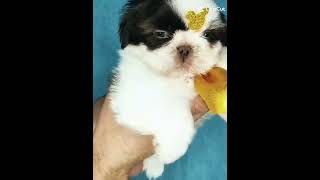 O TEMPO ESTÁ VOANDO! #pets #petsfofinhos #2026 #cachorro #dog #memes #edit #nostalgia #2025 #2026