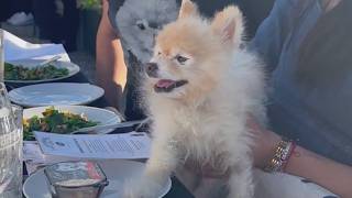Who gets the pet? New Illinois law lets judges decide pet custody disputes | ChicagoLIVE