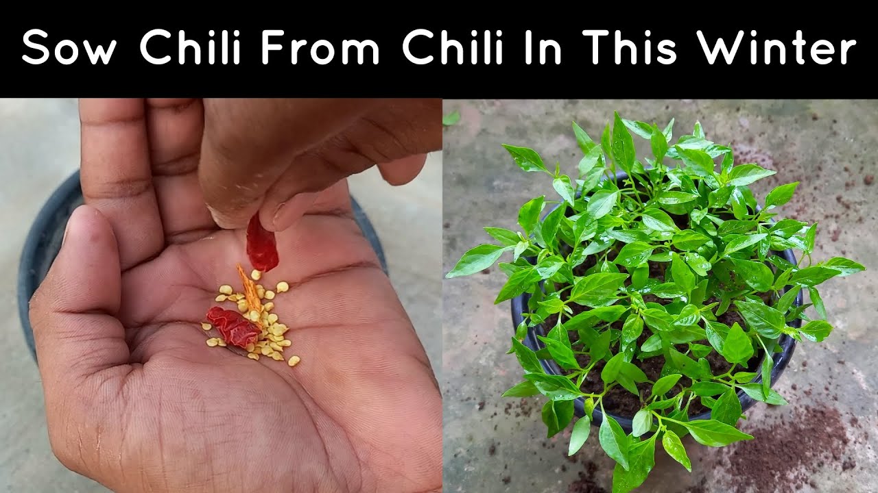 Sow Chili From Chili In This Winter With Me/How to grow Chili plant at home/Plantation of Chili Seed