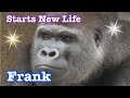 Gorilla 💎 Frank is separate from family completely 💎 Frank jumping chest beats 💎 San Diego SP