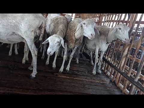 ADA APA??Ambing susu domba,kecil dan besar.