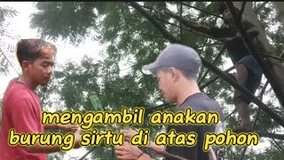 HARVESTING SIRTU/CIPOW BIRD CHICKS FROM A TREE