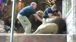 Female lion saved human from male lion 1 screenshot 4