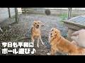 【ゴールデンレトリバーとの生活】いつも通り笑わせて癒してくれる平和な1日♪
