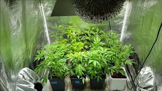Brandy Wine , Cake Bomb , Chem 4 x Platinum - part 6