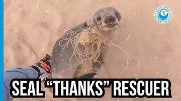 Baby seal THANKS his rescuers