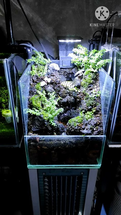 Waterfall Paludarium