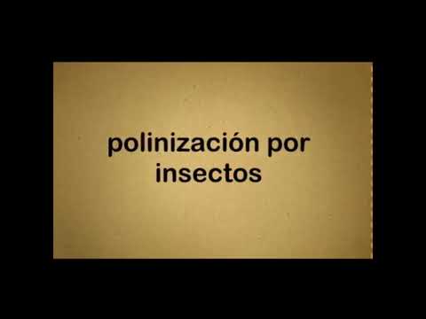 Vídeo: Ús Del Sèrum De Llet Per Al Jardí: Com Utilitzar El Sèrum De Llet Al Jardí Per A La Nutrició De Les Plantes? Què Es Pot Regar I Ruixar Amb Fertilitzants A L’estiu?