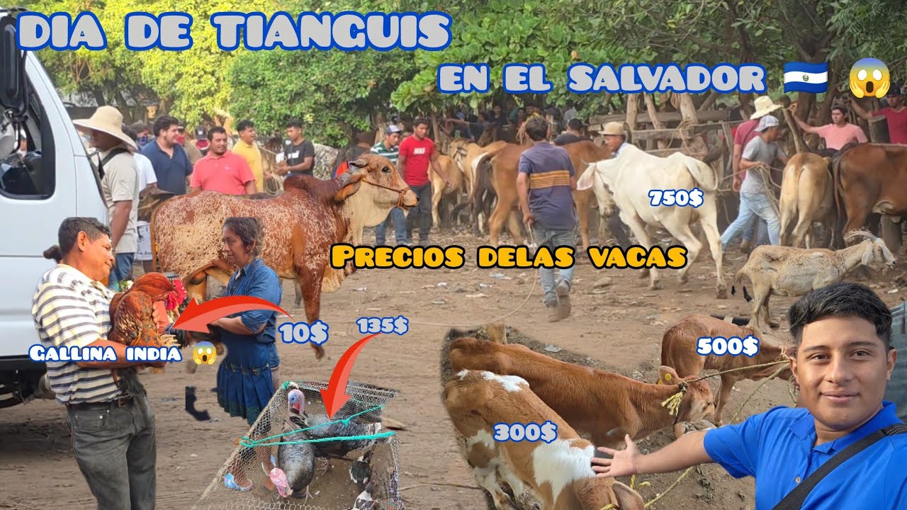 ESTE ES EL PRECIO DEL GANADO🐄 Y DELAS GALLINAS INDIAS en el salvador 🇸🇻 😱